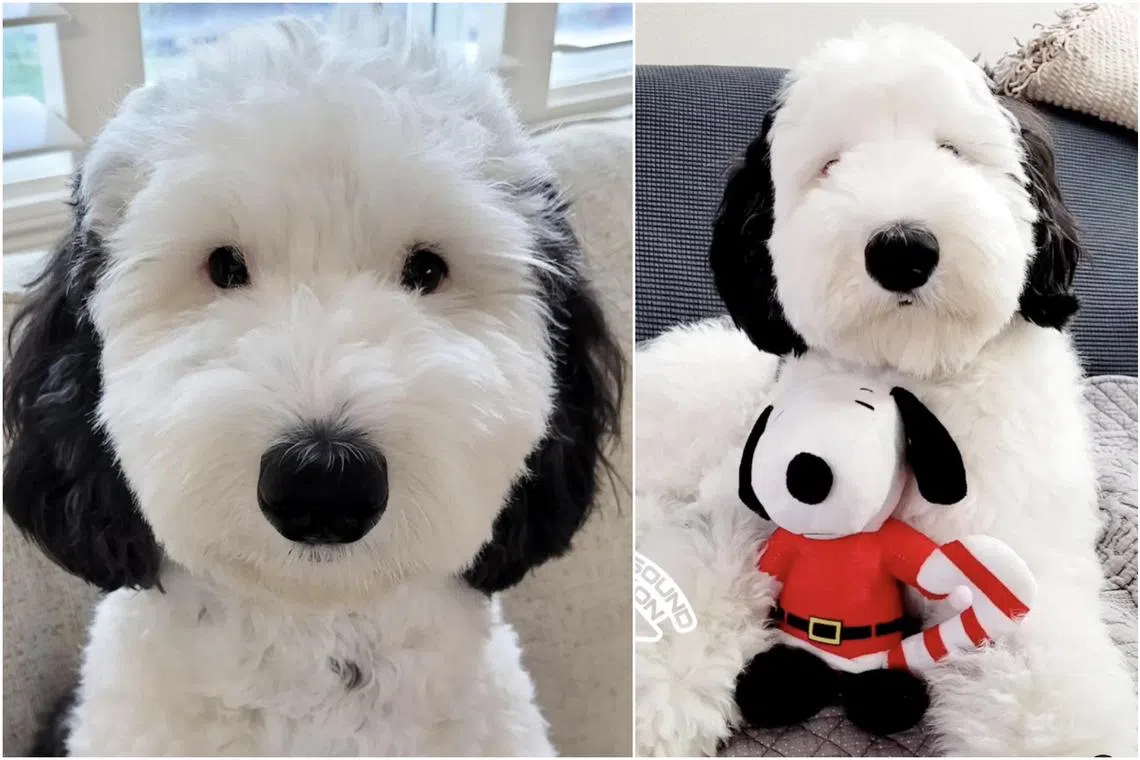 Bayley sports a large black snout on top of its mostly white-coated body and black ears, making it a real-life lookalike for Snoopy.