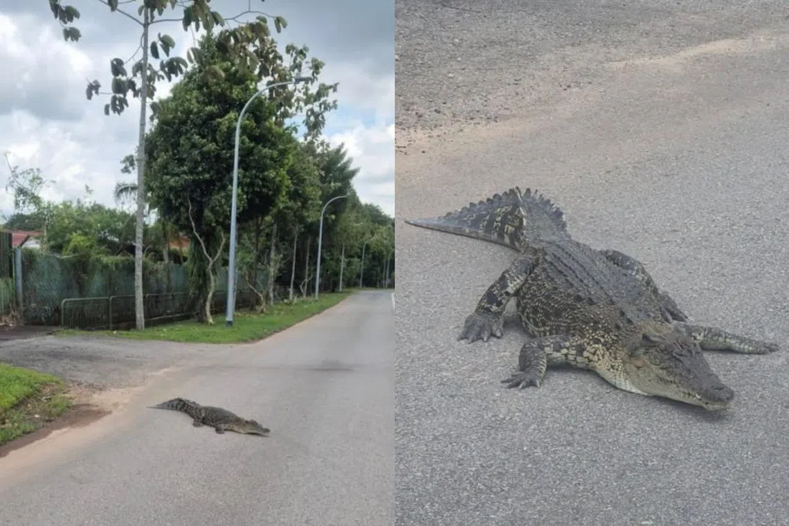 Mr Koo spotted a crocodile on the road at Neo Tiew Crescent on March 18, 2025.