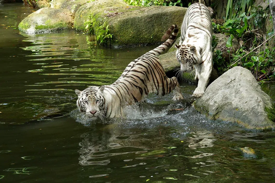 Pasha (left) with his sister Keysa. They shared an “incredibly strong bond” despite their contrasting personalities.