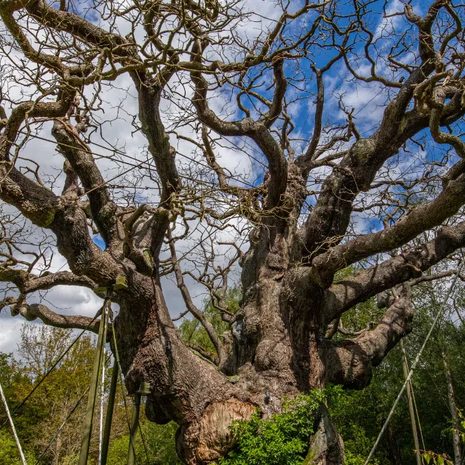 The RSPB said a combination of issues, including poor soil, human interventions and a weakened root system, has been a major factor in the decline of Major Oak. 