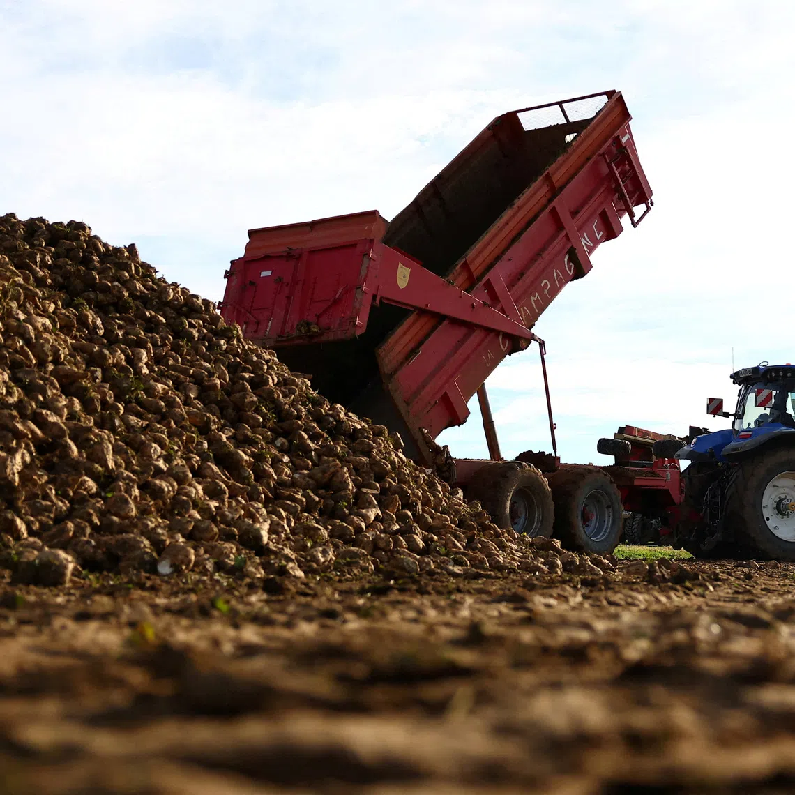FILE PHOTO: A farmer drops harvested sugar beets on a pile outside Voinsles, France, November 4, 2025. REUTERS/Abdul Saboor/File Photo