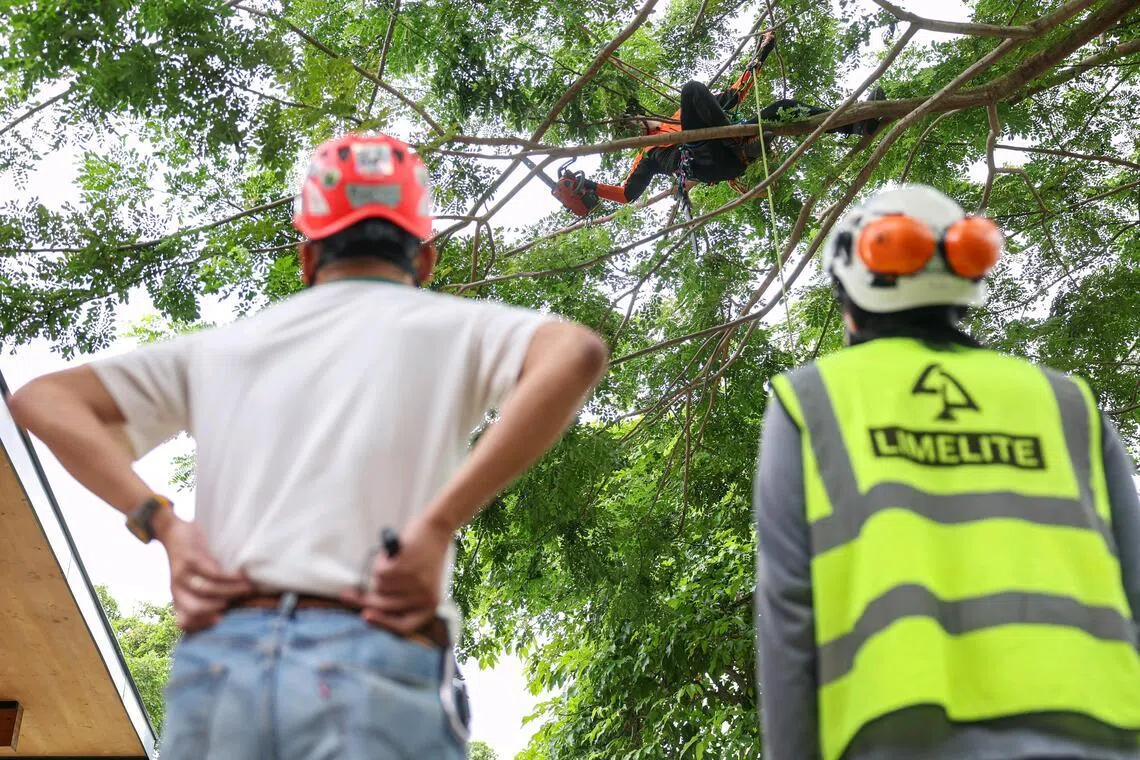 Singapore launches first national tree management standard to ensure trimmers make the cut