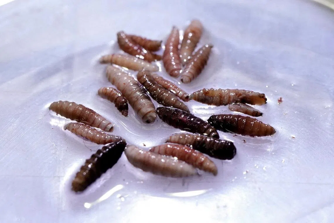 FILE PHOTO: Larvae of the screwworm fly, collected from infected cows, are observed at the COPEG sterile fly production plant, which fights the spread of the cattle screwworm, in Pacora, Panama, June 11, 2025. REUTERS/Enea Lebrun/File Photo