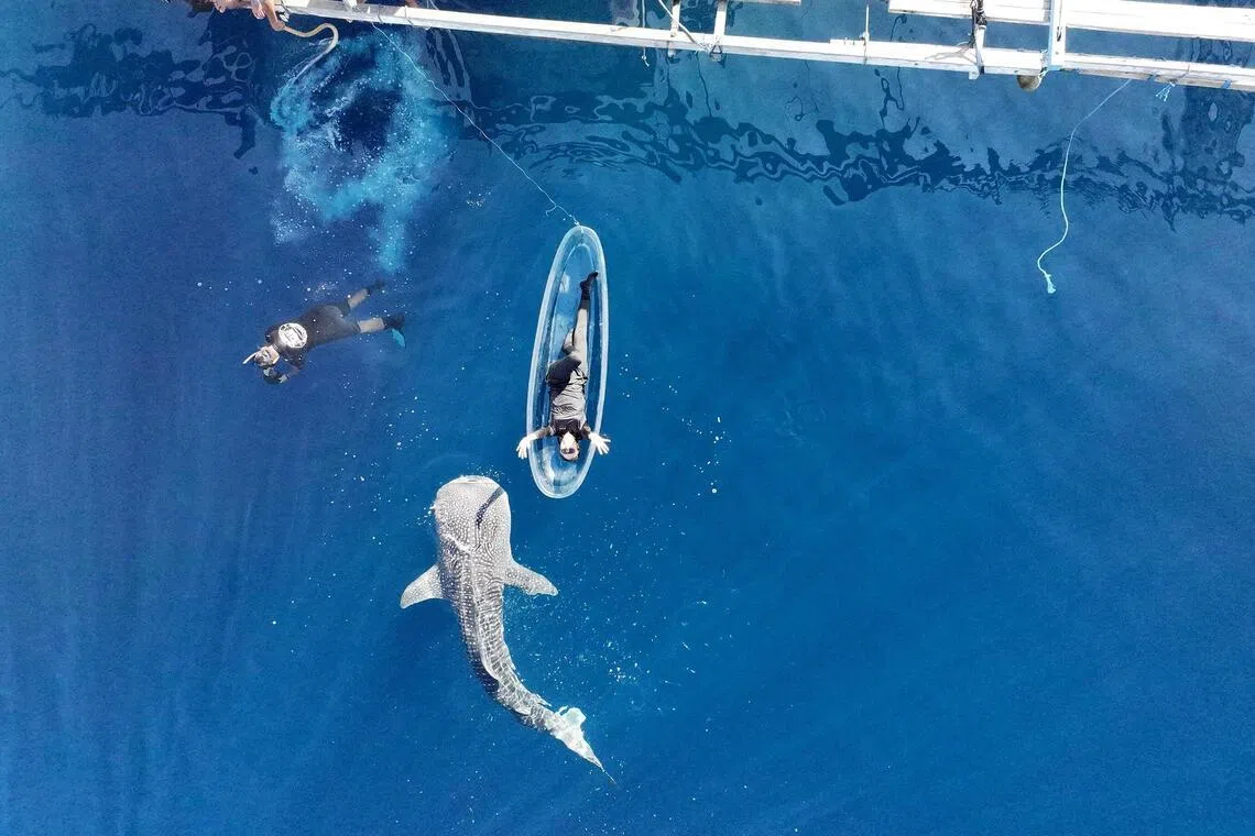 A neonate whale shark in Saleh Bay, Indonesia. The study identified Indonesia as a global stronghold for whale sharks in the Indo-Pacific region.