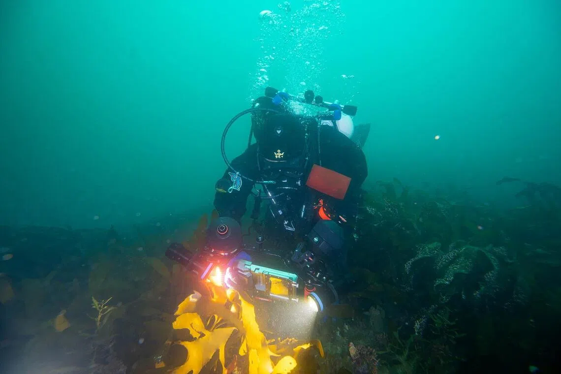 Ko Myeong-hyo, a haenyeo also known as “sea women”, films corals during an underwater operation to monitor coral colonies’ condition.