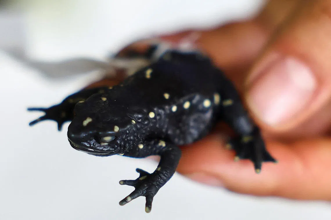 Andrea Galeano, head of amphibian and reptile collections at the Alexander von Humboldt Biological Resources Research Institute, holds a Atelopus marinkellei frog captured during the Humboldt Institute's expeditions, in Villa de Leyva, Colombia, October 11, 2024. REUTERS/Luisa Gonzalez