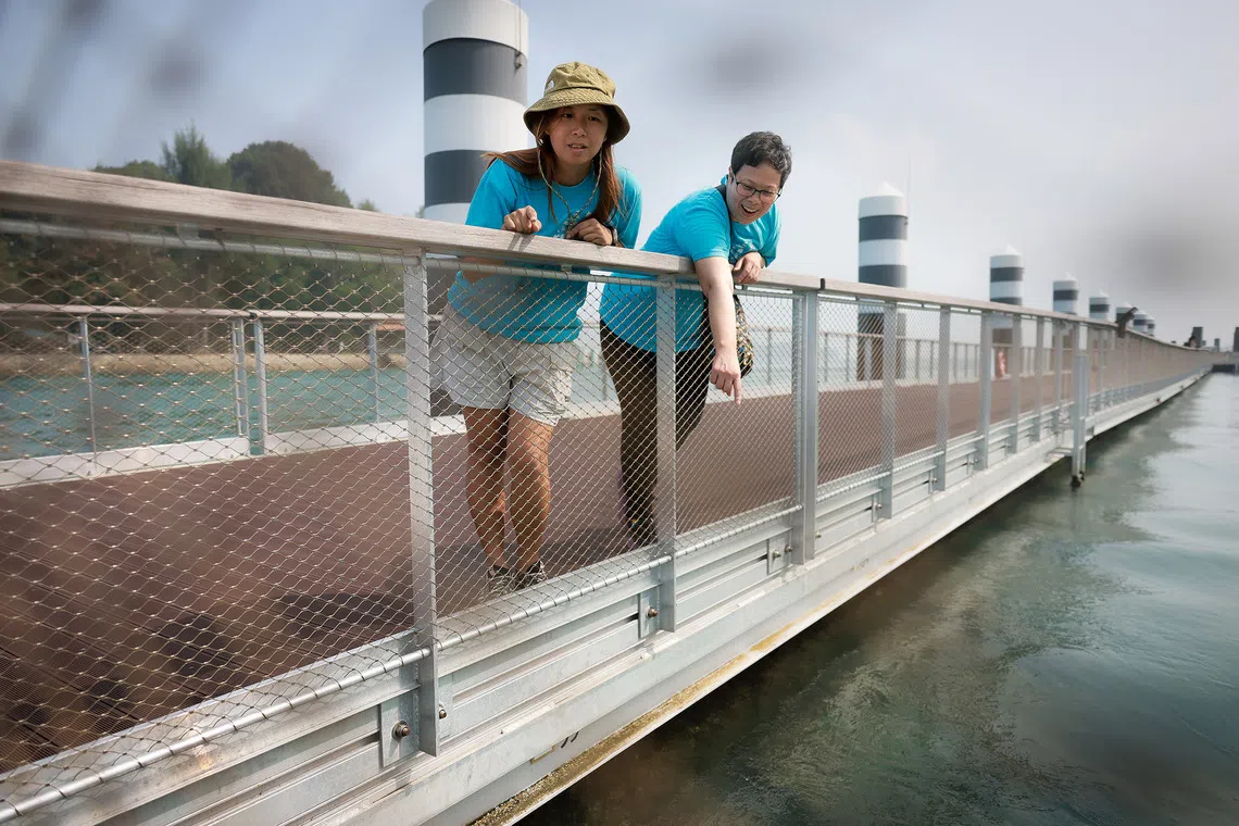 Marine biologists Sam Shu Qin (with hat) and Jani Tanzil, co-chairs of the Friends of the Marine Park community, at Sisters’ Islands Marine Park on Sept 30, 2026. The marine park has been designated a Hope Spot by Mission Blue, an international marine conservation organisation founded by oceanographer Sylvia Earle.