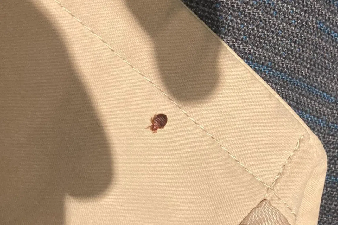 One Eurostar passenger posted several photos of what appears to be one of the bugs on her clothing to her X social media account.