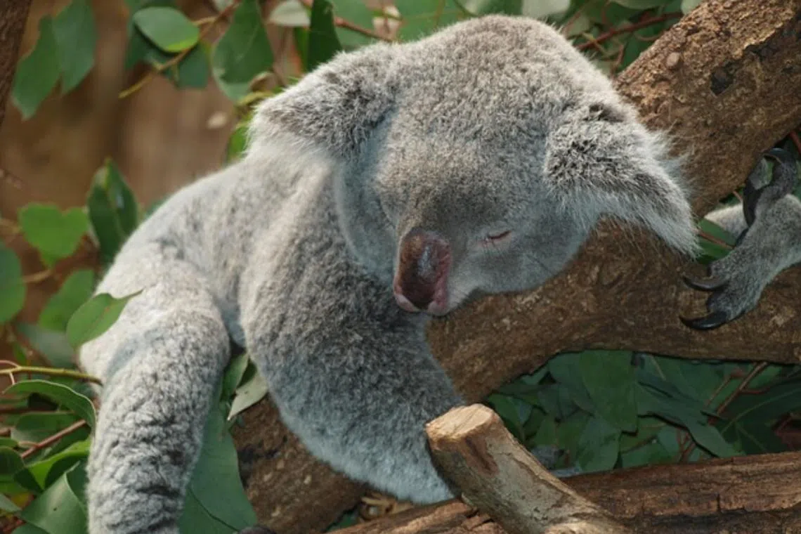 Without action, it warned that koalas in Australia’s most populous state could die off by 2050.