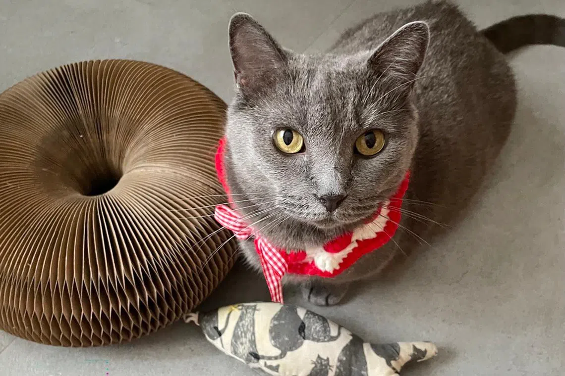 In October 2023, the writer adopted four-year-old munchkin cat Luna, a breed with comically short legs.