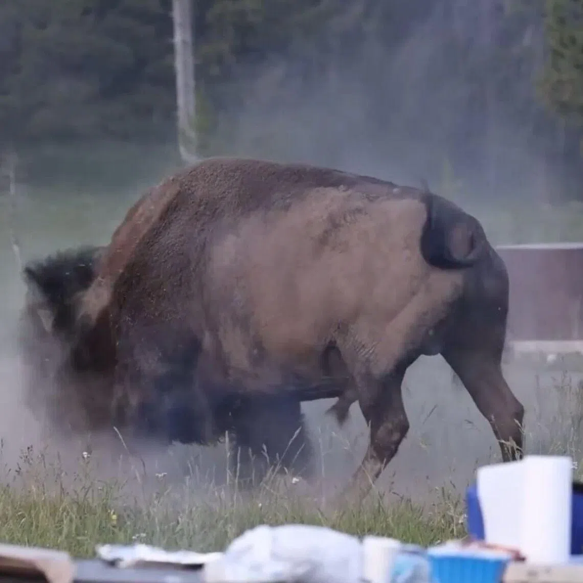 A bison was spotted on July 10 at Bridge Bay Campground near Yellowstone Lake, in the south-eastern quadrant of the park in Wyoming.