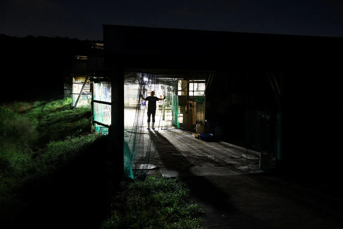 Tetsuya Usuba turns on lights before dawn during the summer to encourage hens to eat before daytime heat suppresses their appetite.