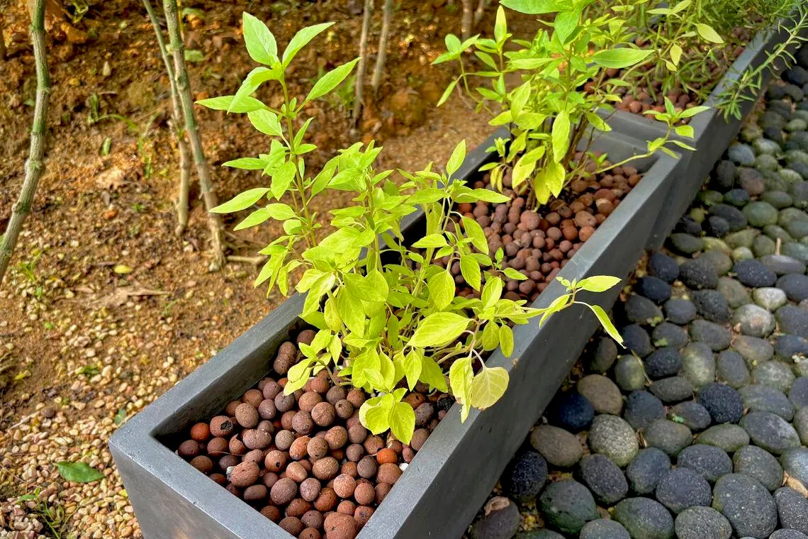 The pale green hue suggests a lack of nitrogen.