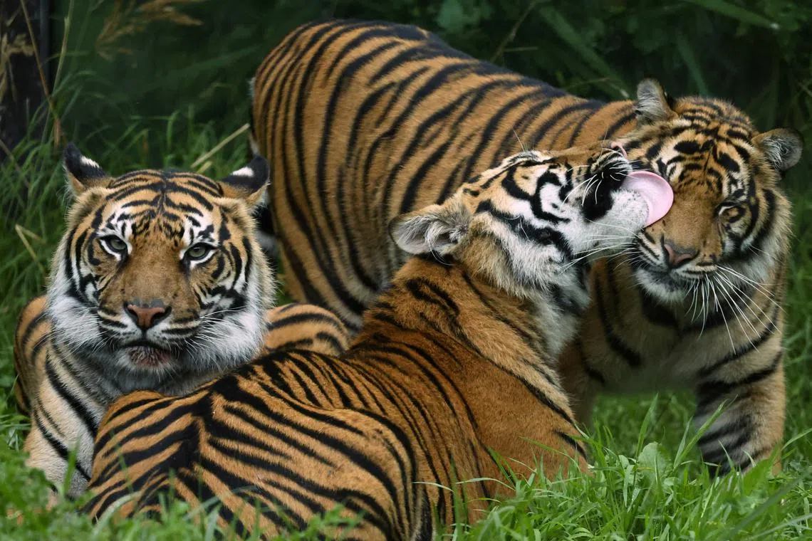 A Sumatran tiger cub, successfully bred as part of a conservation programme at London Zoo, cleaning one of its parents during the annual weigh-in to document the health and condition of animals at London Zoo, in London, Britain, Aug 24.