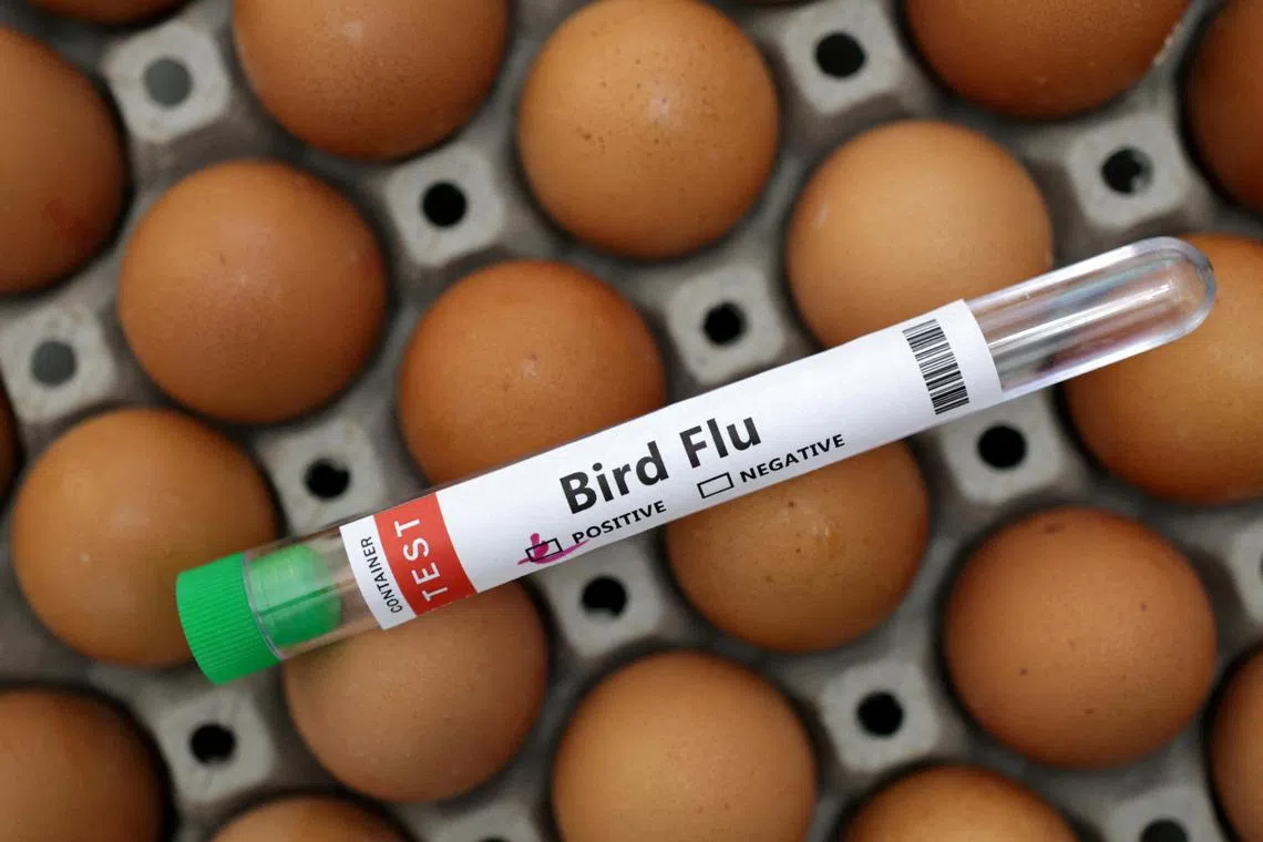FILE PHOTO: A test tube labelled "Bird Flu" and eggs are seen in this picture illustration, January 14, 2023. REUTERS/Dado Ruvic/Illustration/File Photo
