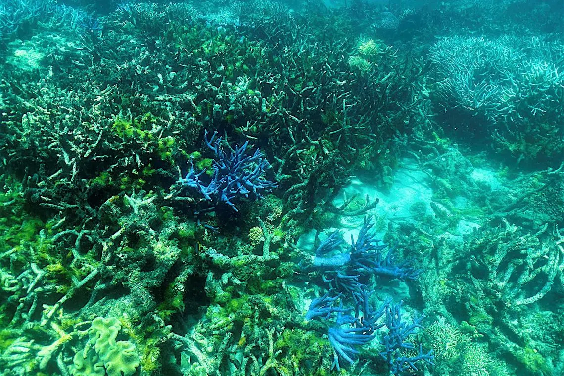 Despite warnings, Australia's efforts to save the Great Barrier Reef still fall short of protecting the world's largest coral reef system from pollution and climate change, experts said.