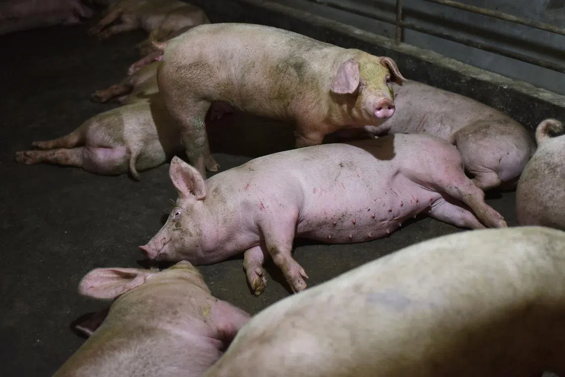 Thousands of pigs were culled in the Philippines in 2019 due to an outbreak of African swine fever.