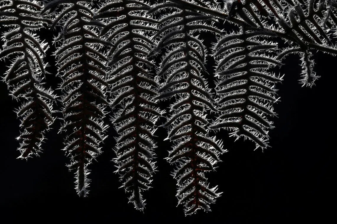 Frozen bracken undergrowth is backlit by morning sunlight as the cold weather continues, in Bushy Park, London, Britain, Jan 19, 2023.