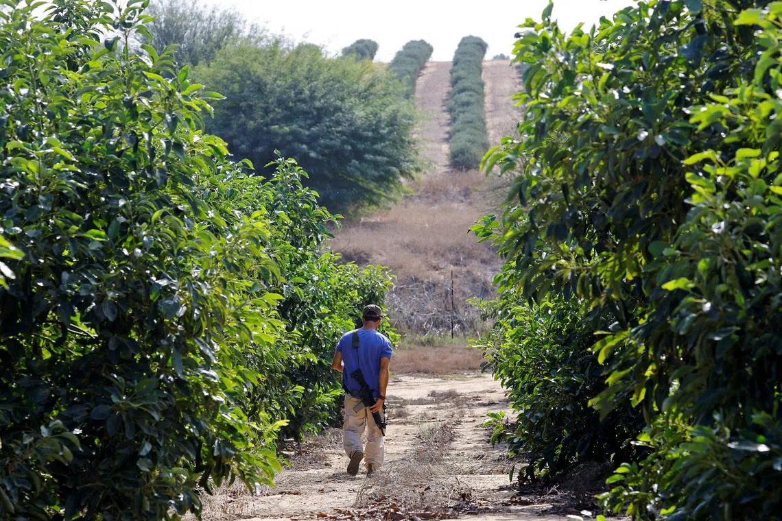 An Israeli volunteer walks with a weapon as he helps farmers from Kibbutz Beeri, in Israel, to harvest avocados.