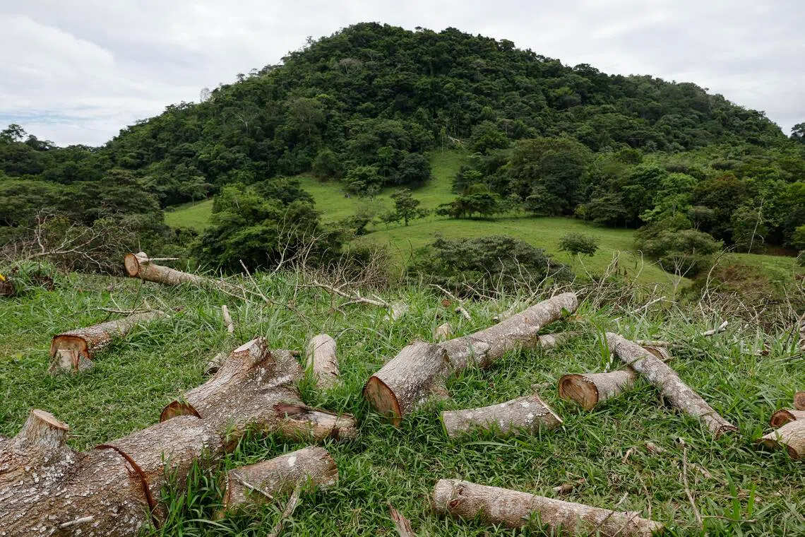 Seven million hectares of forest – roughly the size of the Republic of Ireland – were permanently destroyed in 2025, a 15% drop from the previous year.