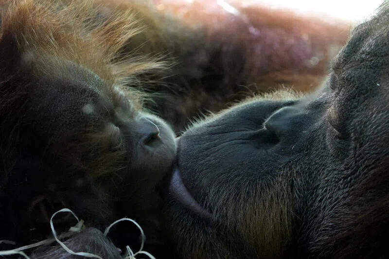 Scientists found kissing to be far more common among other species than previously understood.