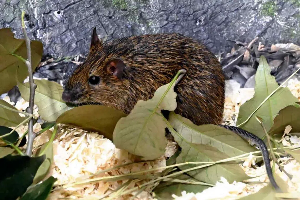 The rodent only inhabits one of the islands in Japan's Kagoshima Prefecture.