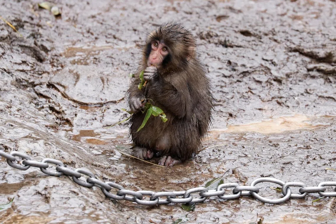 Punch, a Japanese macaque known for clinging to a stuffed orangutan, chews on tree leaves at Ichikawa City Zoo in Ichikawa, Chiba Prefecture in March.