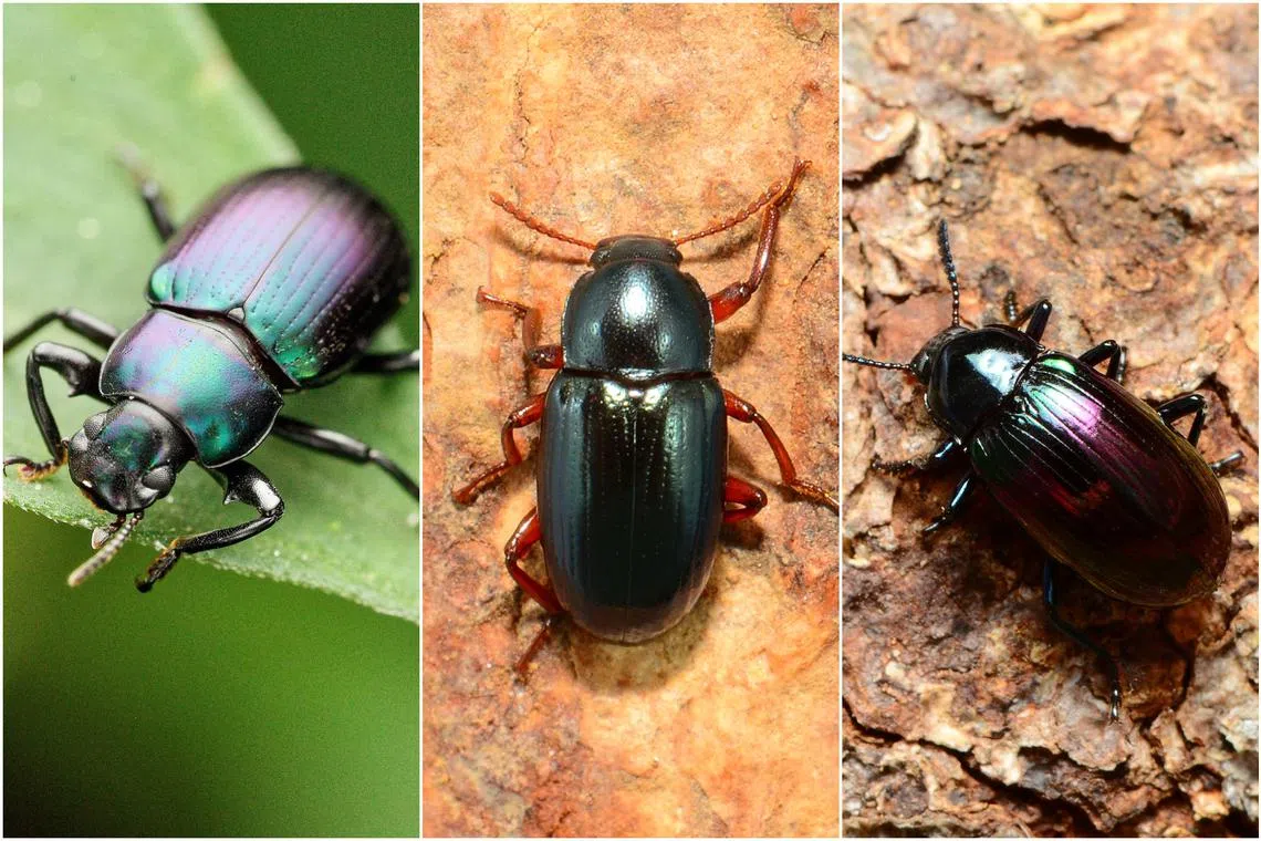 Dr Cheong Loong Fah has recorded about 330 species of darkling beetles in Singapore, but that number could double with further research.