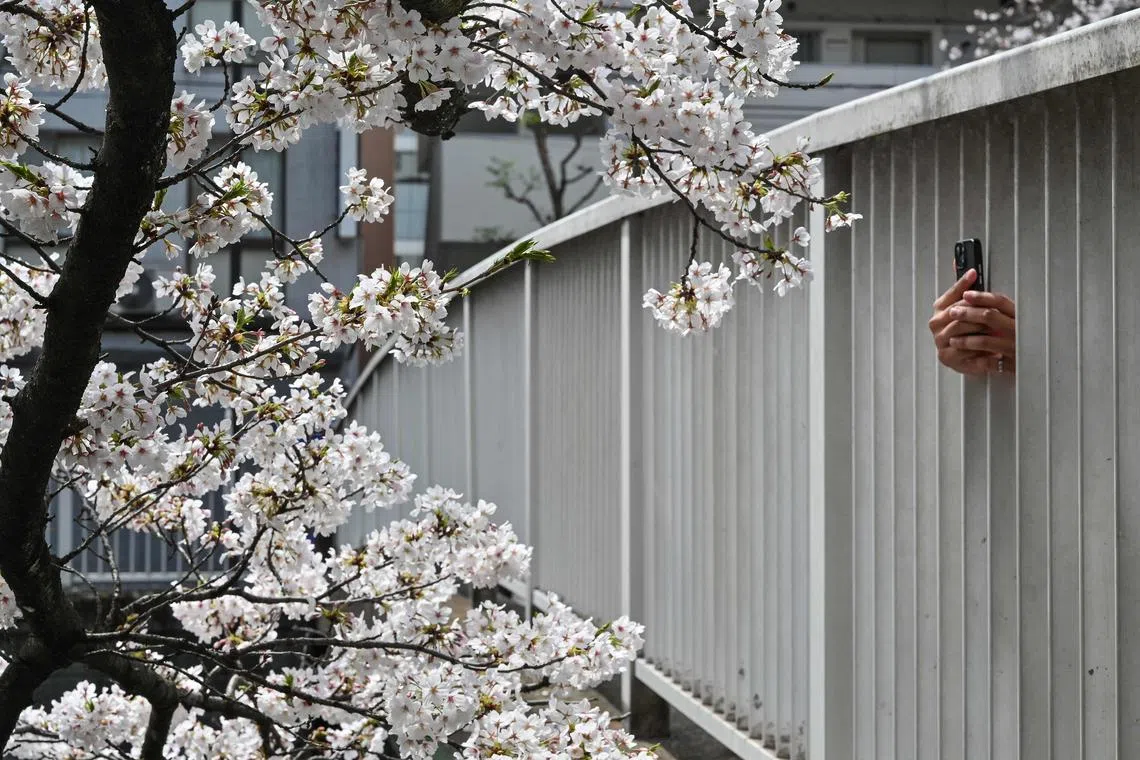 A visitor taking photos of cherry blossoms through the fence of a pedestrian bridge over the Kanda river in central Tokyo on April 7, 2024. 