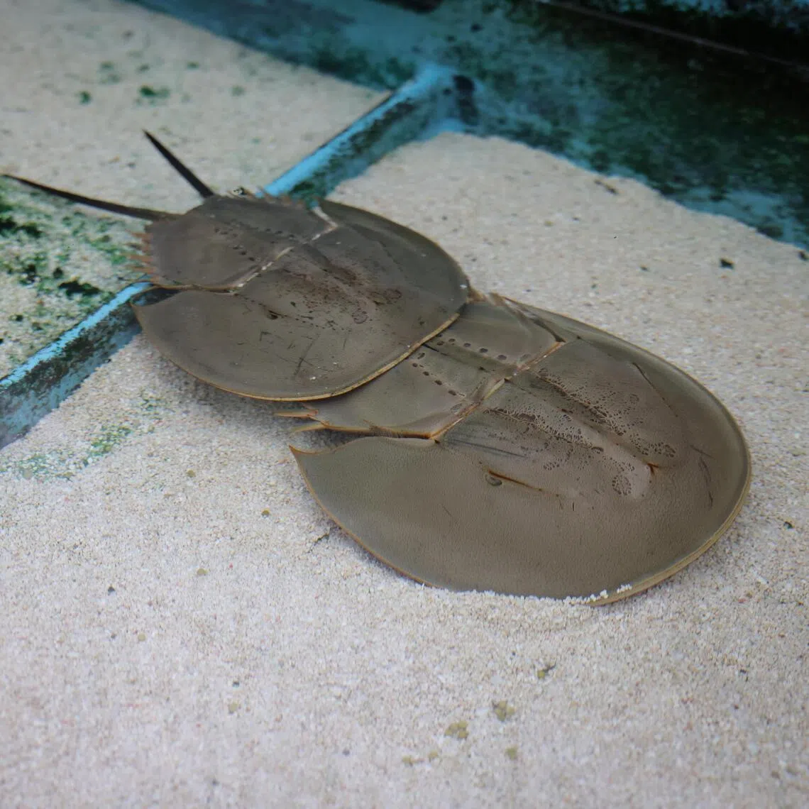 A pair of horseshoe crabs mating in Republic Polytechnic on Feb 4.