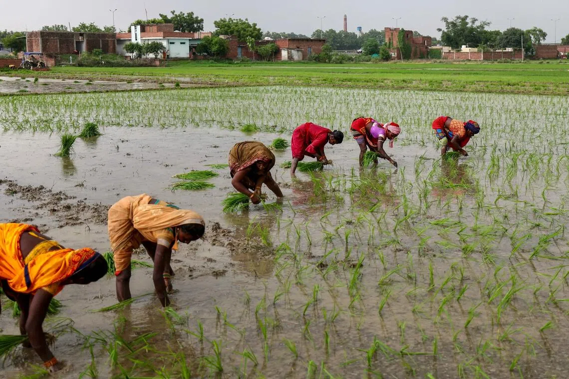 Farmers planting rice saplings in a padi field on the outskirts of Varanasi, India, in July.