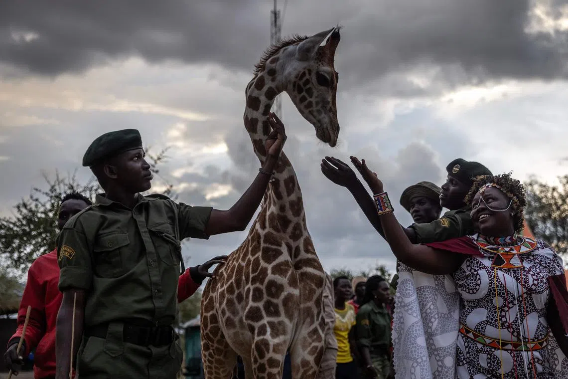 People caressing a baby giraffe at community celebrations to honour the arrival of several wild giraffes in Ruko Conservancy in Kenya in July. 