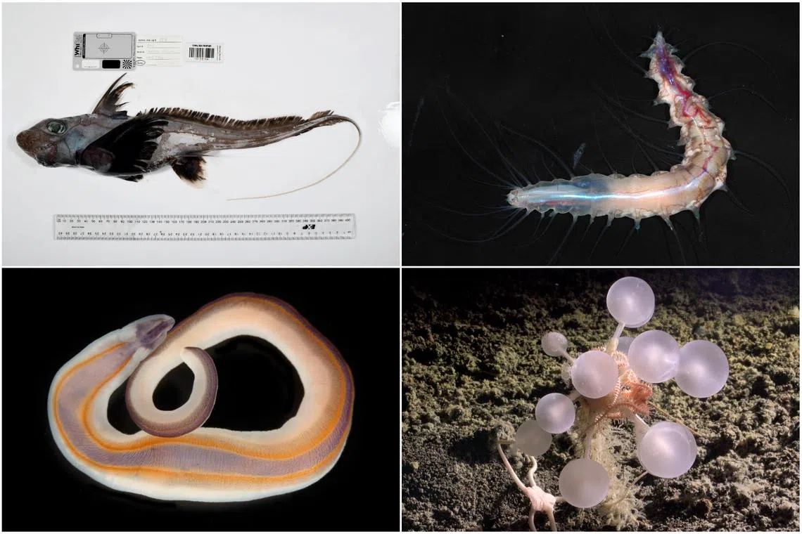 More than 1,100 marine species discovered under global initiative