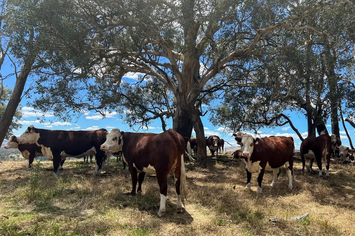 Cattle take refuge from the summer sun under trees at a farm near Adelong in Australia December 4, 2023. REUTERS/Peter Hobson