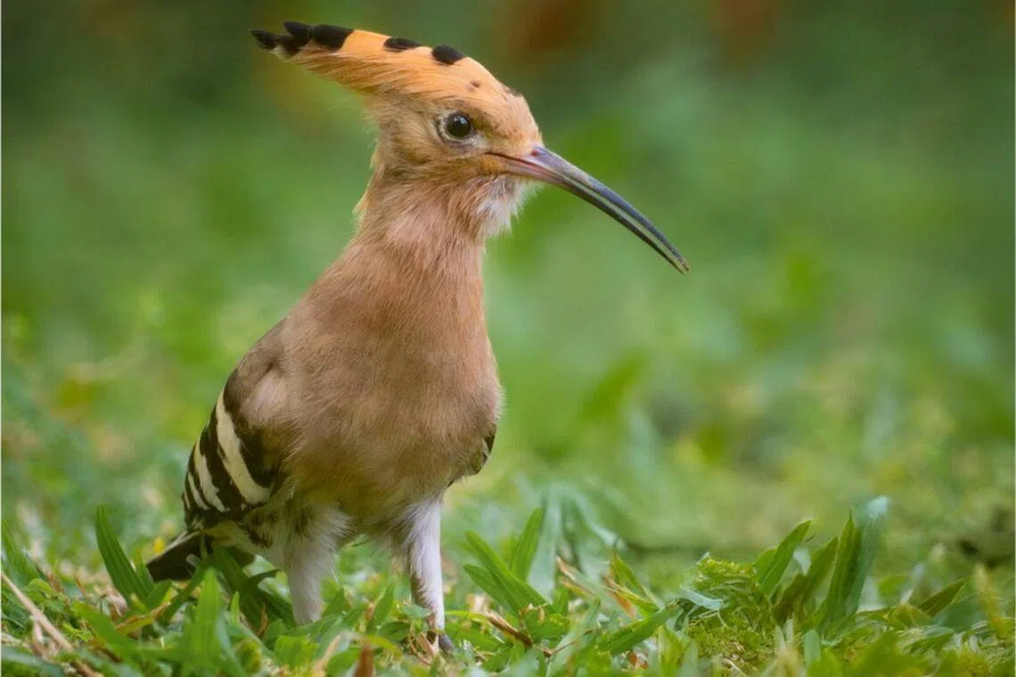 The Eurasian hoopoe is known for its distinctive orange, black and white feathers and its undulating flight.