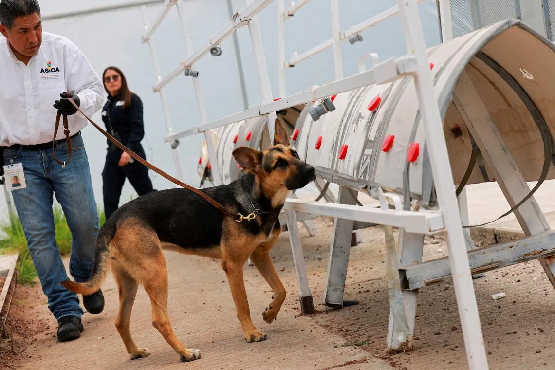 Havana, a two-year-old Shepherd mix, practices detecting screwworm, a pest that infests livestock, on a cow-sized equipment inside a greenhouse shed at the canine training center Ceacan, in Tecamac on the outskirts of Mexico City, Mexico July 10,2025. REUTERS/Raquel Cunha