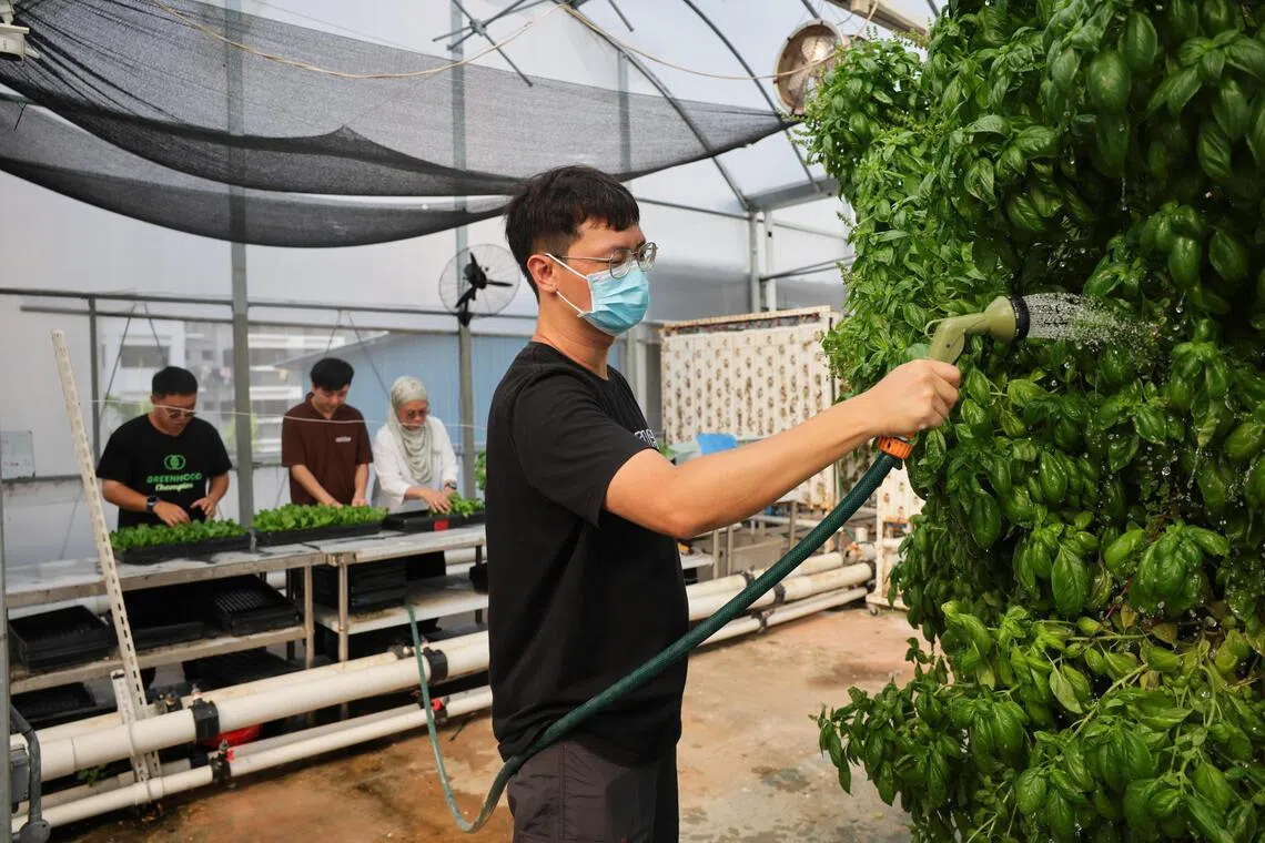 Tim participating in the vocational rehabilitation phase of the NNI Integrated Cognitive Engagement programme and volunteering at Greenhood, a rooftop farm in Hougang. Behind him is Sitizalihah Arsat, senior associate well-being coordinator at NNI.