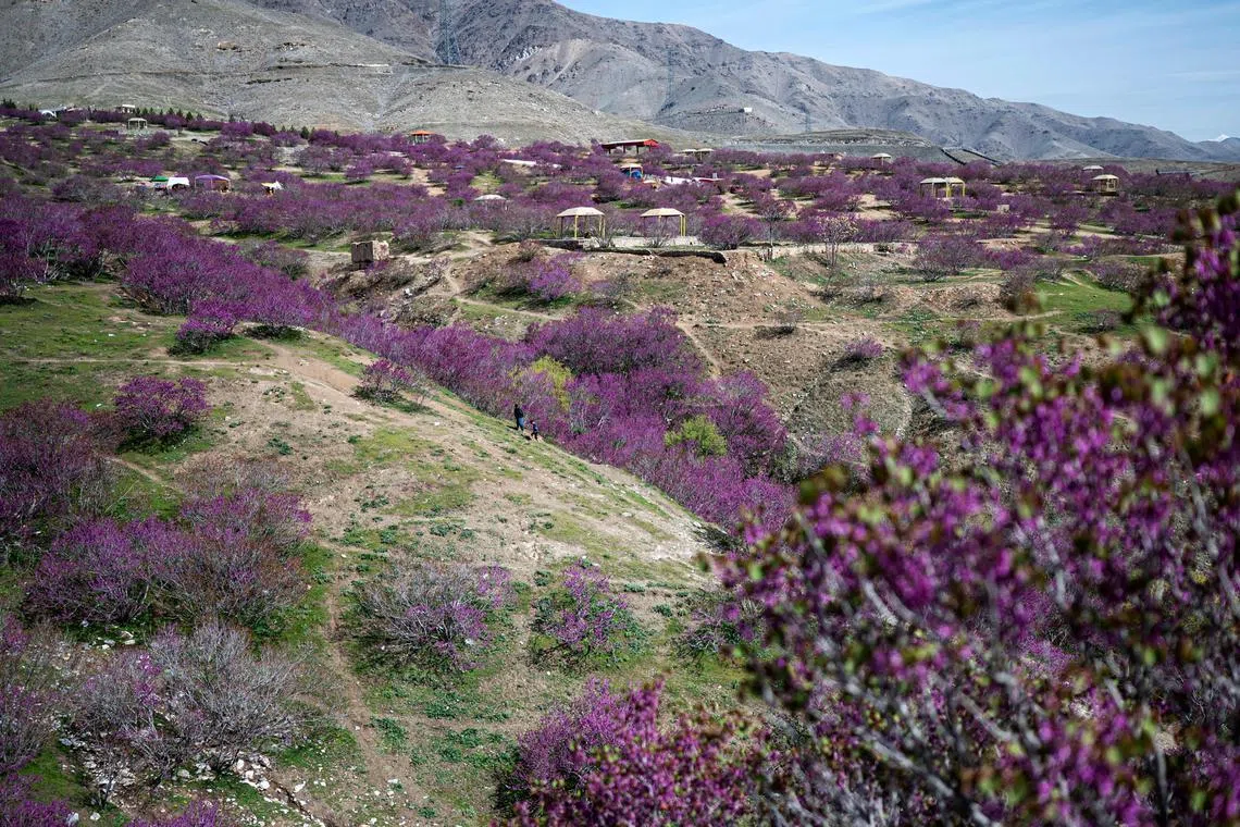 Purple flowers on Judas trees in the Tap-e-Gul Ghundi recreational park, venue of the Purple Flower Poetry Festival, in Charikar district of Parwan Province.