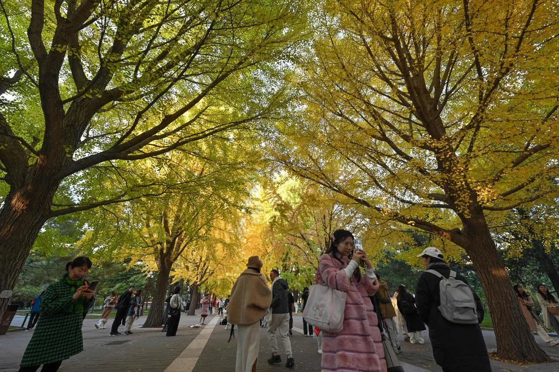 During 2024’s autumn season, the national average temperature was 11.8 deg C, 1.5 deg C higher than the average year.