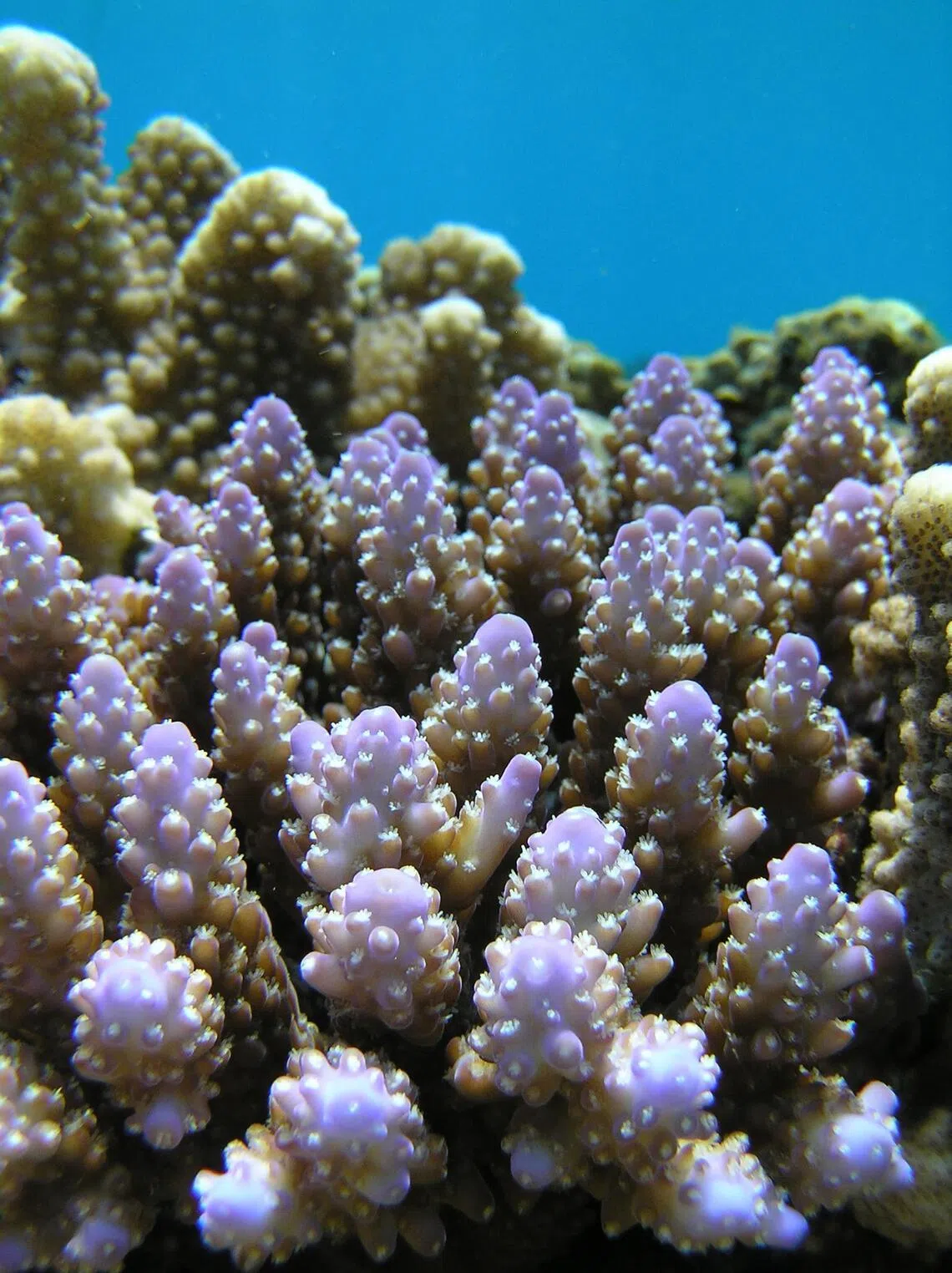Because microbes are closely associated with their hosts, any loss of biodiversity in coral reefs is amplified many times over.