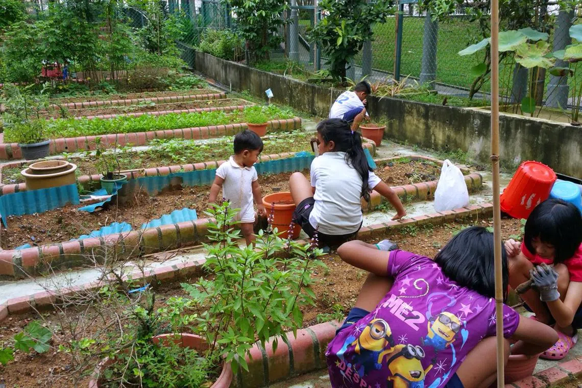wlkampung - Children taking part in community farming.



Credit: Courtesy of Sandy Goh