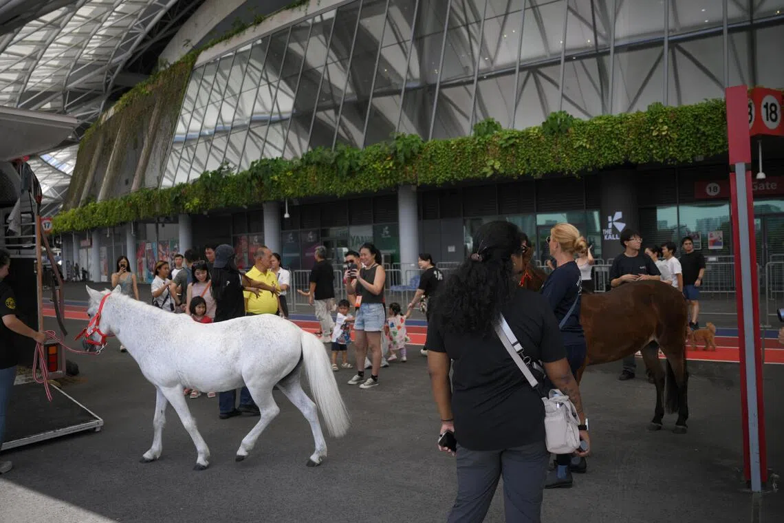 Ponies making their back to their trailers after the first day of The Good Pet Fair – Kampong Edition.