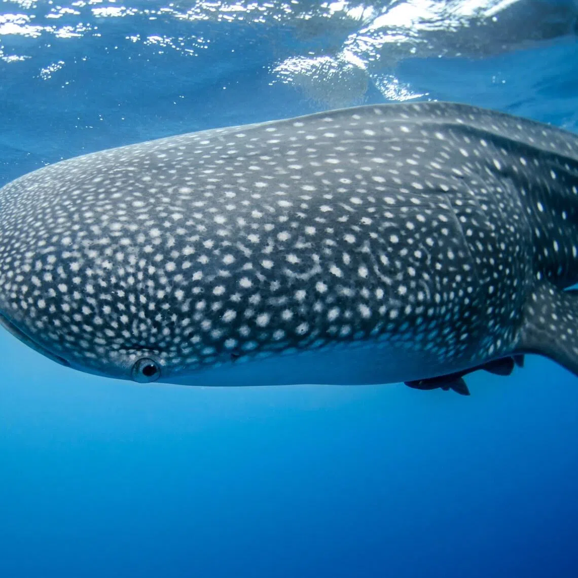 Whale sharks, which are a type of shark, not whale, face threats including pollution, tourism and vessel strikes.