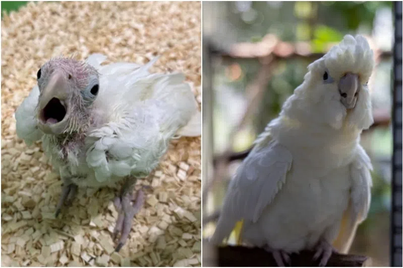 The Philippine cockatoo chick at about two months old (left) and now, four months old.