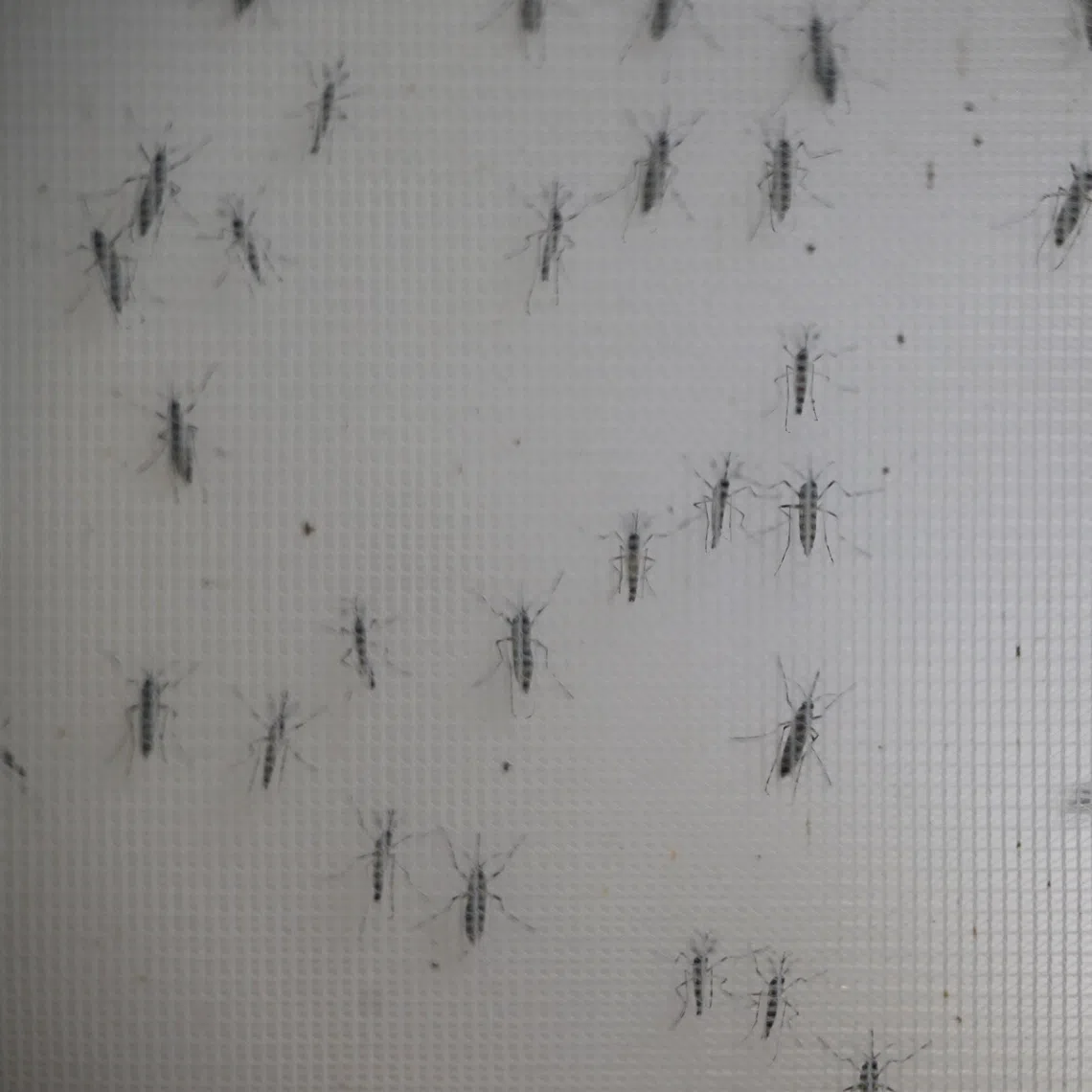 The West Nile virus, a mosquito-borne infection, can cause symptoms similar to the flu but in extreme cases it can result in tremors, fever, comas and a lethal swelling of the brain tissue known as encephalitis.