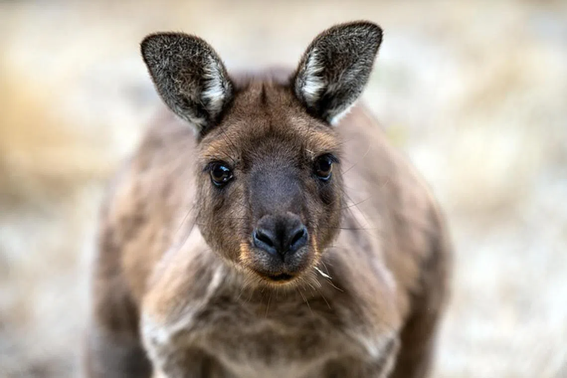 The women reportedly stopped to help an injured kangaroo on the Hume Freeway in Melbourne when they were struck by a vehicle.