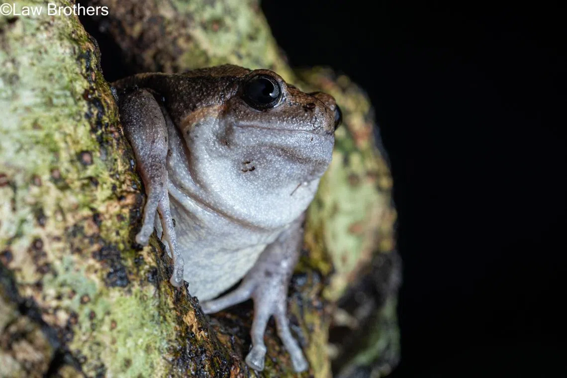 A banded bullfrog (Kaloula pulchra) peeking out from a tree hole, Singapore, 2021.

File: Inherp01a
Copyright: Law Ing Sind