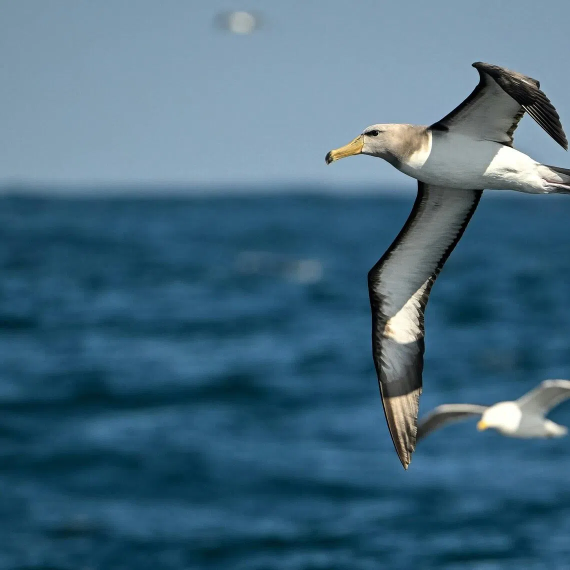While warmer oceans have historically caused fish and other marine species to shrink in size, seabirds such as albatrosses have seen their geographic range contract.