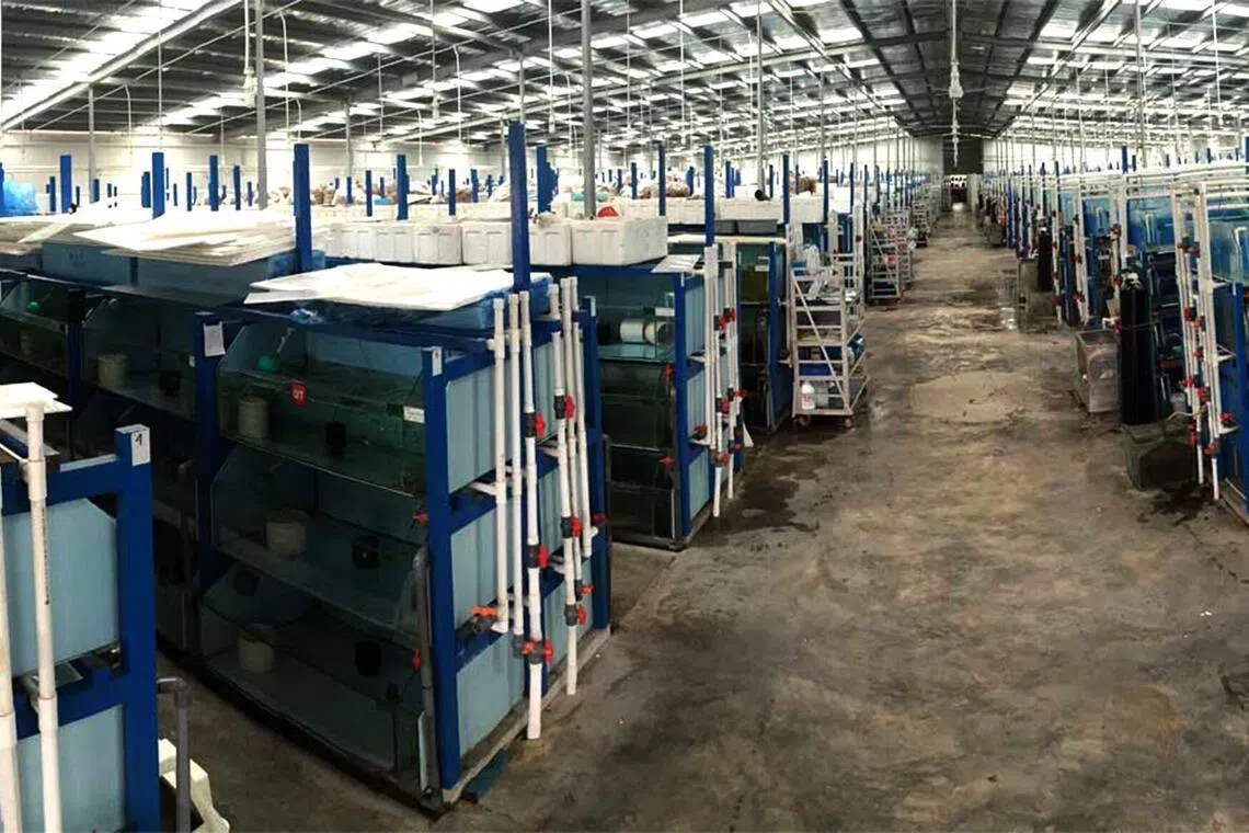 altariffs27 - A facility belonging to ornamental fish exporter Sunbeam Aquarium at Chencharu Link in Singapore.

Credit: Sunbeam Aquarium