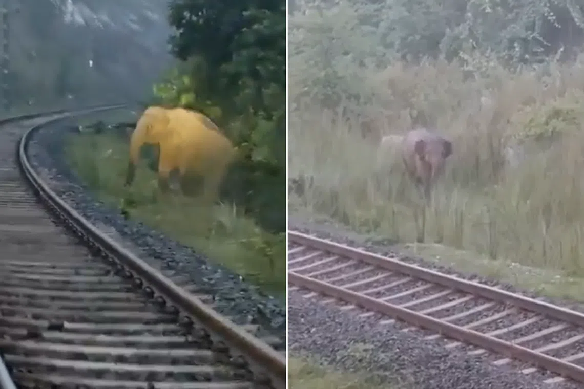 An elephant was spotted giving birth along a railway track in India's eastern state of Jharkhand.
